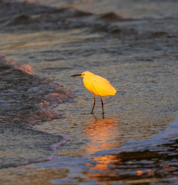 Snowy Egret Spotted Surf Looking Out Estero Bay Bird Beautiful — 스톡 사진