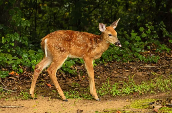 Whitetail Deer Fawn Sticks Out Its Tongue — Stockfoto