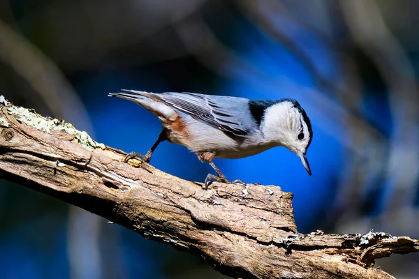 White Breasted Nuthatch Dead Branch — Stockfoto