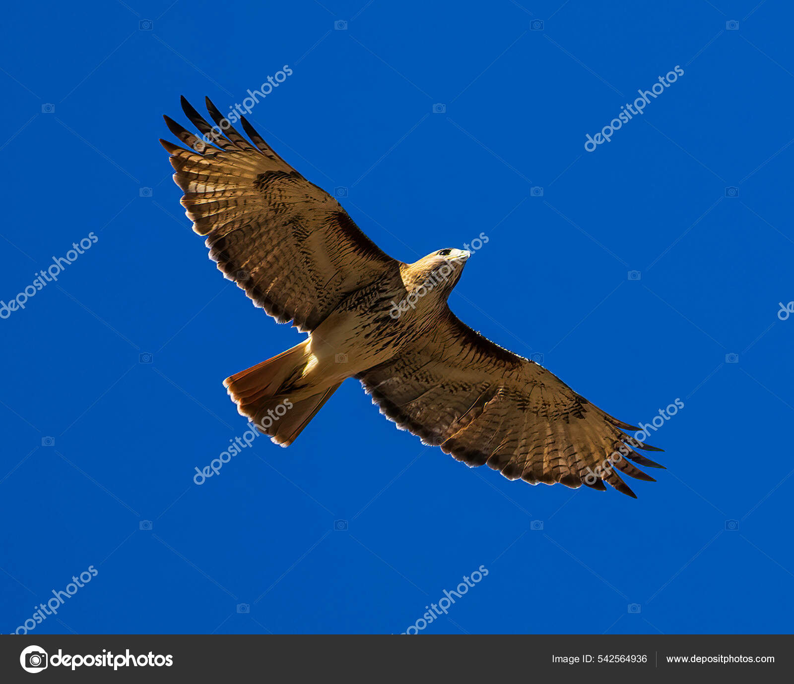 Tres halcones de cola roja regresan al cielo - SPCA de Houston, image size:1600x1380
