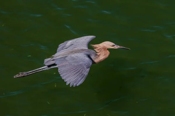 Egret Avermelhado Voando Sobre Canal Verde — Fotografia de Stock