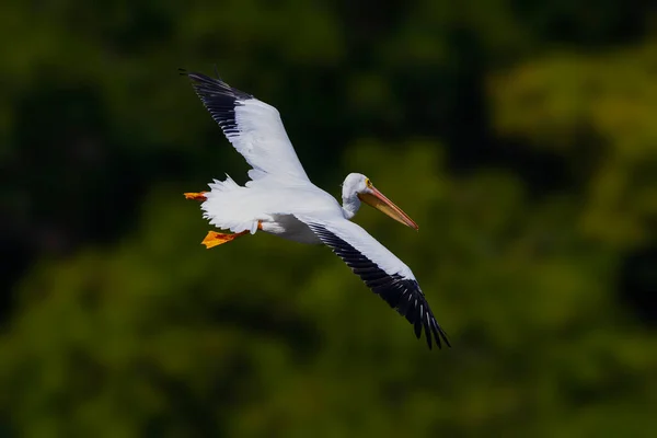 Denna Amerikanska Vita Pelikanen Flyger Över Sjö Och Ser Avlägsen — Stockfoto