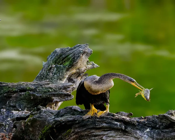 Schlechter Tag Für Einen Wels — Stockfoto