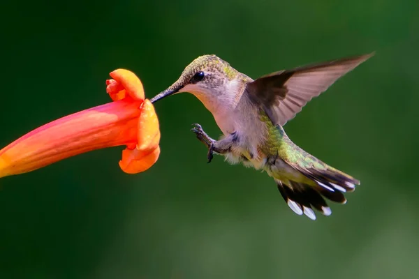 Ruby Throated Hummingbird Landing Trumpeter Flower — Stock Photo, Image