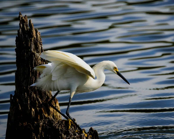 Harris Neck Nwr Snowy Egret Stump — Stock Photo, Image