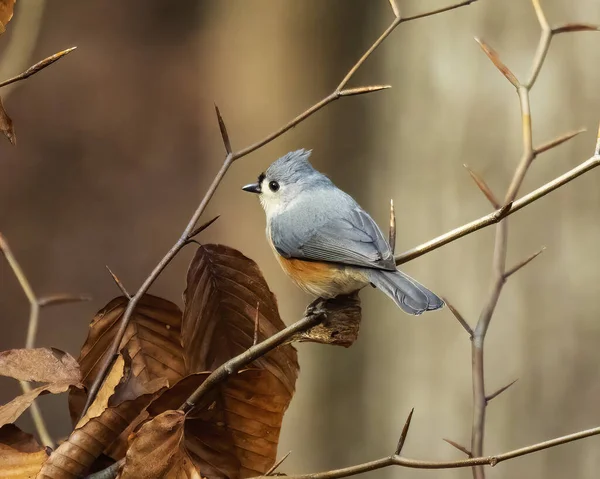 Φουντωτό Titmouse Σκαρφαλωμένο Μια Οξιά Χειμώνα — Φωτογραφία Αρχείου