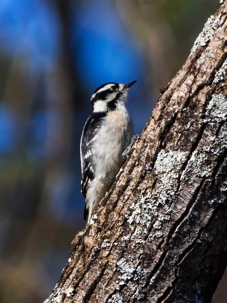 Este Pájaro Carpintero Fue Visto Trepando Árbol Madera Busca Insectos — Foto de Stock