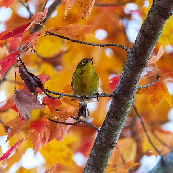 Gelbkehlchen Verio Gegen Herbstfarben — Stockfoto