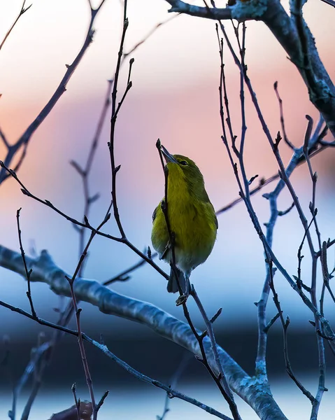 나무의 봉오리에서 노란색 목덜미를 — 스톡 사진