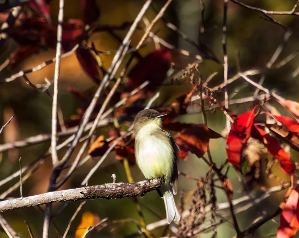 Östliche Phoebe Thront Vor Roten Blättern — Stockfoto