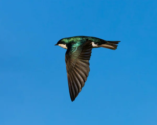 Primer Plano Golondrina Árboles Vuelo Contra Cielo Azul — Foto de Stock