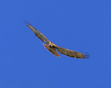 Kızıl Kuyruklu Şahin 'in üç çeyrek görünümü