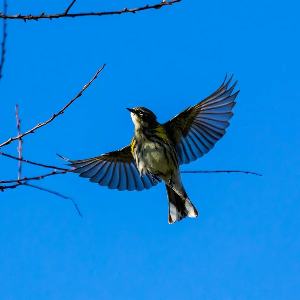 나무로 날아가는 있는와 — 스톡 사진