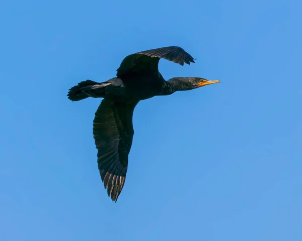 Primer Plano Cormorán Doble Cresta Con Alas Rizadas — Foto de Stock