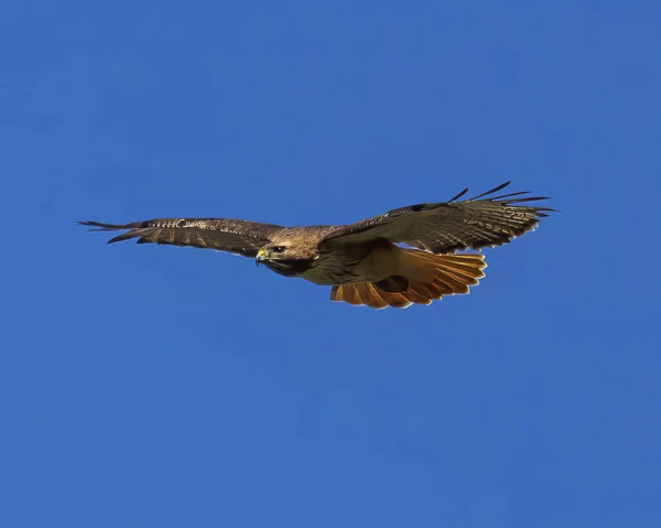 飞行中的红尾鹰的四分之三视景 — 图库照片