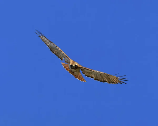 Tre Kvarts Sikt Över Red Tailed Hawk Flight — Stockfoto