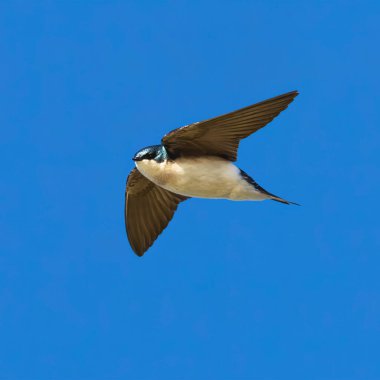 Ağaç Kırlangıcı en iyi tarafını gösteriyor