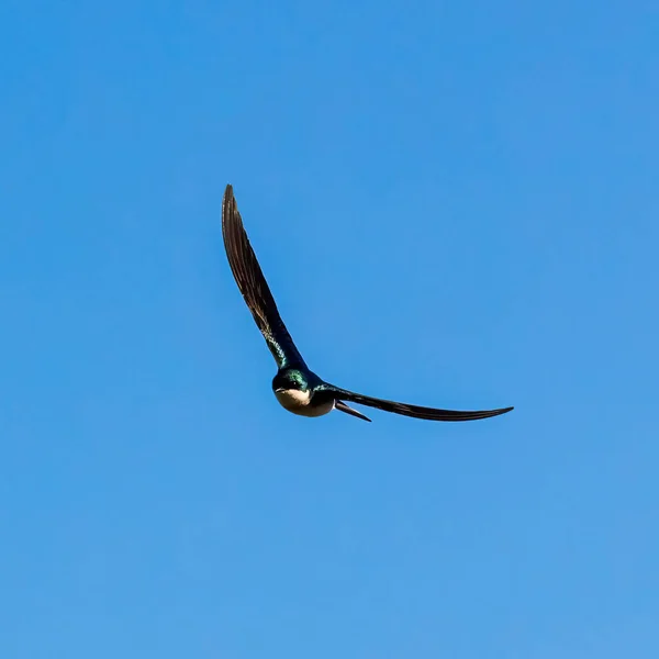 Esta Golondrina Está Volando Con Sus Alas Curvadas Hacia Arriba — Foto de Stock