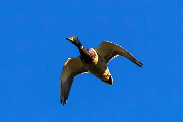 Mallard Duck Flyger Rakt Ovanför — Stockfoto