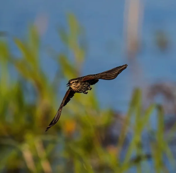 Female Red Winged Blackbird Flight — Stockfoto