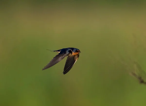 Barn Swallow Flight Wings — Photo