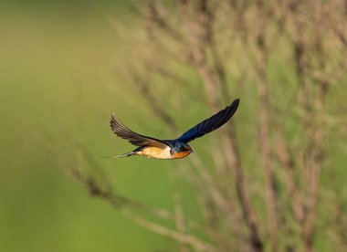 Kanatlarıyla uçan ahır kırlangıcı