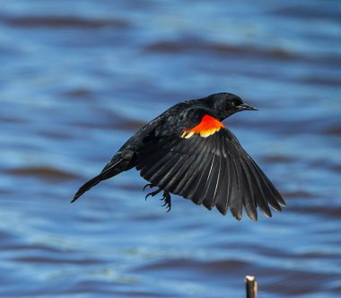 Male Red-winged Blackbird in flight over water