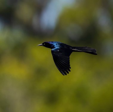 Male Boat-tailed Grackle in flight against a green background clipart