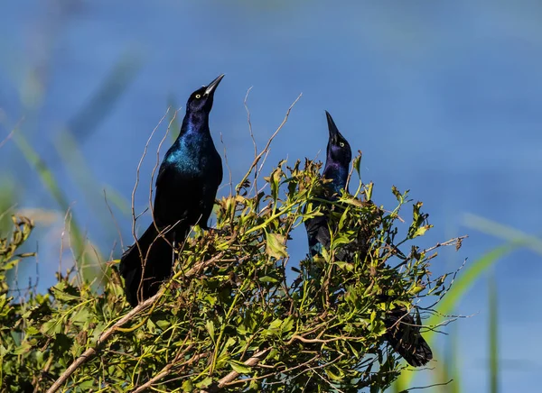 Two Male Boat Tailed Grackles Presenting — 스톡 사진