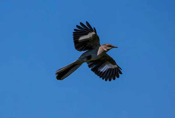 Northern Mockingbird Flight Wings Extended — 스톡 사진