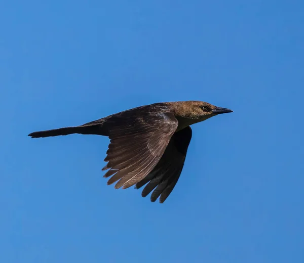 Žena Common Grackle Letu Modré Obloze — Stock fotografie