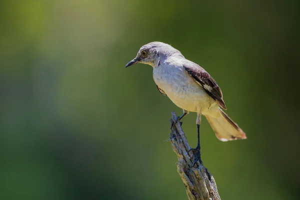 Perched Northern Mockingbird Green Background — 스톡 사진