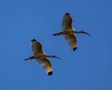 Pair of White Ibis in flight against a blue sky
