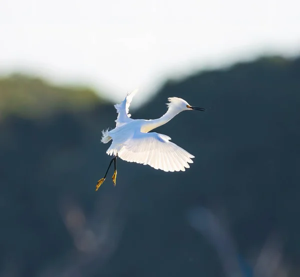 Snowy Egret Coming Landing — Fotografia de Stock
