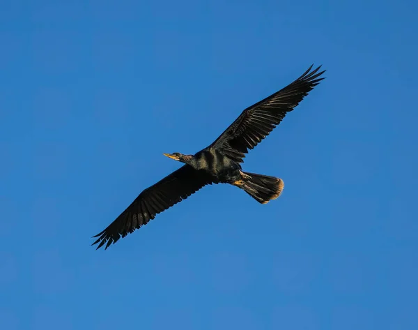 Anhinga Soaring Clear Blue Sky — Foto de Stock