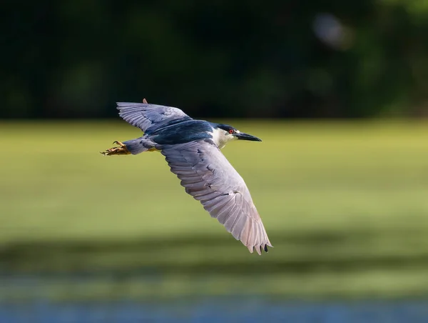 Black Crowned Night Heron Soaring Algae Covered Lake — 스톡 사진