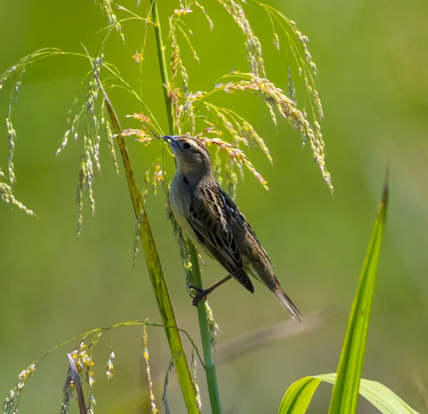 Female Bobolink Feeding Grass Seeds — Φωτογραφία Αρχείου