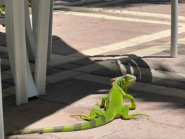 stock image Iguana in Fort Lauderdale, FL