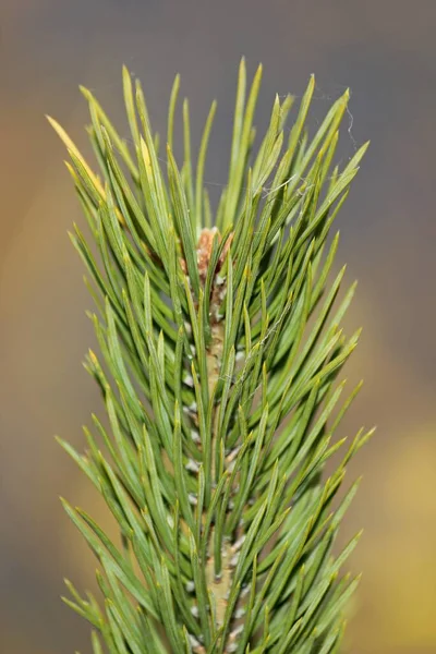 Prickly green pine branch on a bright autumn day close-up — Stock Photo, Image