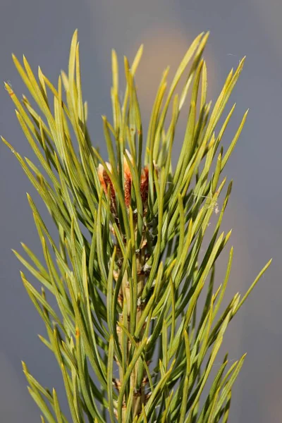 Prickly green pine branch on a bright autumn day close-up — Stock Photo, Image