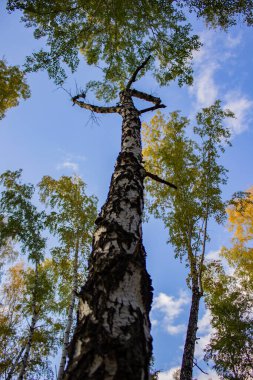 Ormanın ortasında kurumuş huş ağacı.