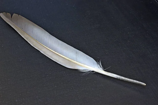 Bird feather lies on a black background — стоковое фото