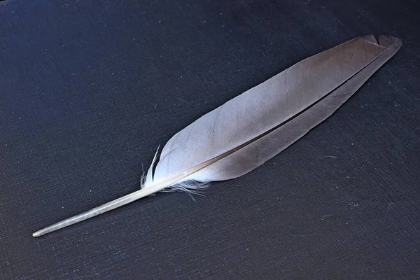 Bird feather lies on a black background — стоковое фото