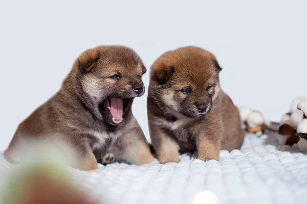 Shiba Inu yavruları esniyorlar ve anneyi bekliyorlar, yavrular 1 aylık.