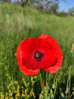 Kırmızı haşhaş tarlada