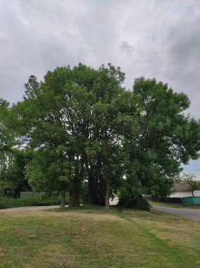 Parkın güzel manzarası