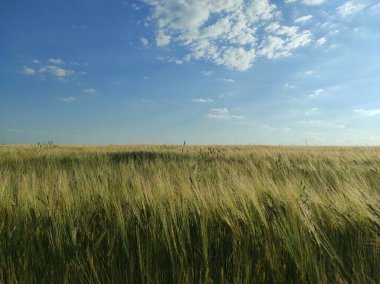 Kırsalda buğday tarlası