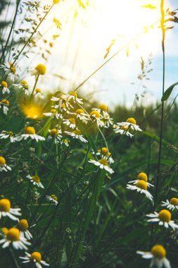 Güneşli bir günde, tarlada papatya çiçekleri.