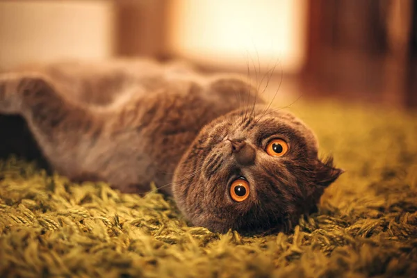 Britânico gato encontra-se em suas costas no chão — Fotografia de Stock