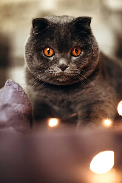 El gato británico yace en el suelo con luces navideñas — Foto de Stock